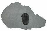 Calymene Niagarensis Trilobite Fossil - New York #269950-1